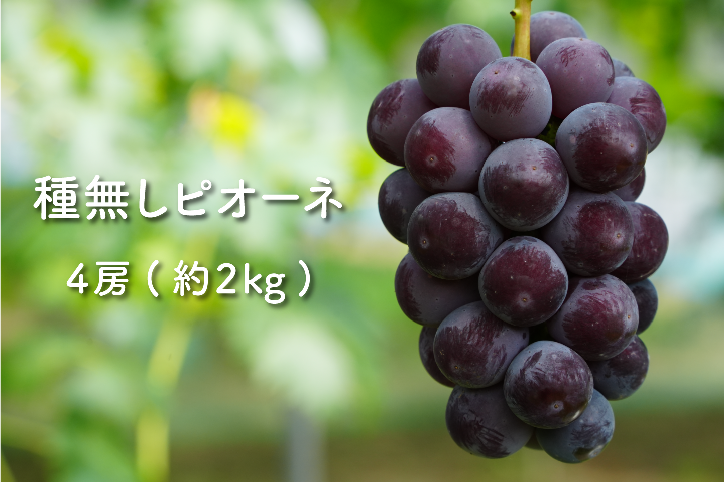 こだわり種無しピオーネ  - 4房(約2kg) -